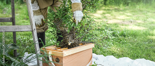 Catching bee swarm. A beekeeper in a mask collects bees  to swarm trap or bait hive.