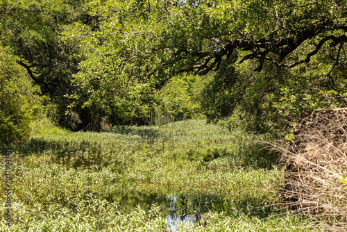 vegitation covering the stream of water
