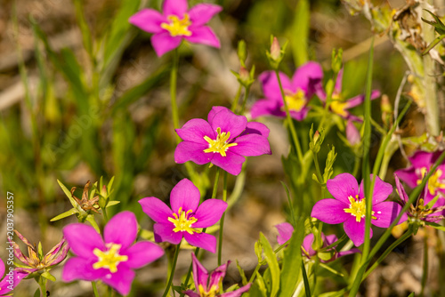 spring flowers in spring