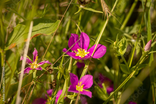 spring flowers in the grass