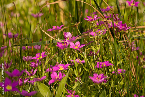spring flowers in the garden