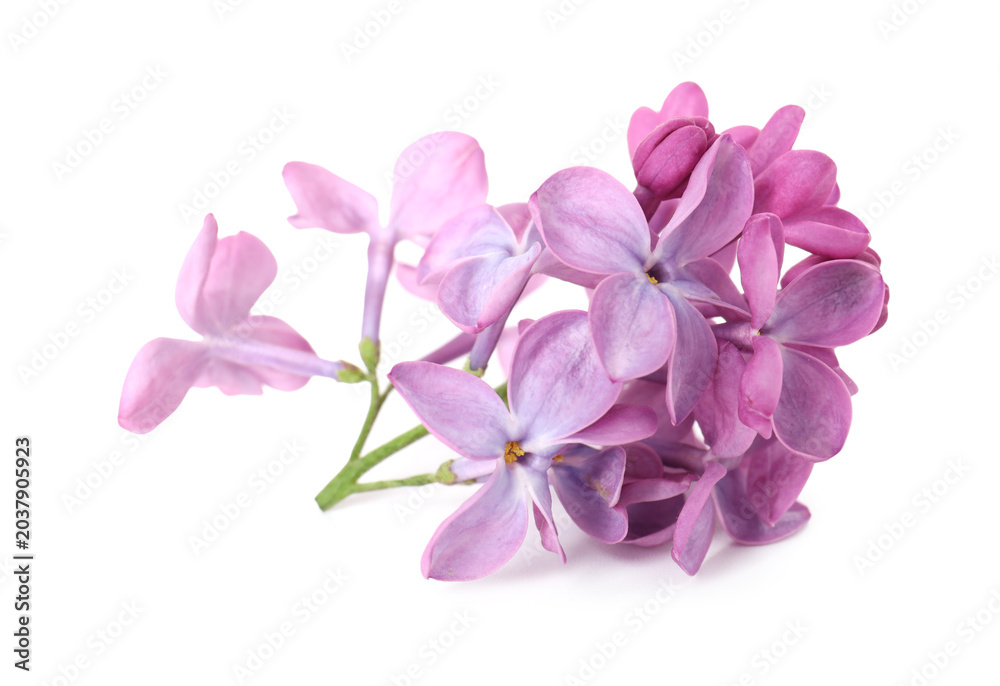 Obraz premium Fresh beautiful lilac flowers isolated on white