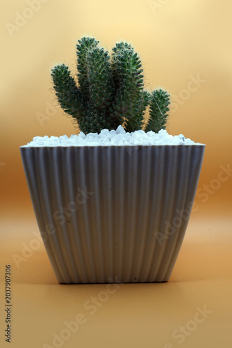 Cactus plant in a pot