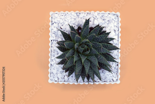 Top view of Cactus in a pot on abstract background. photo