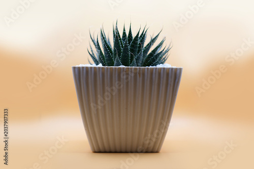 Cactus in a pot on beautiful background. photo