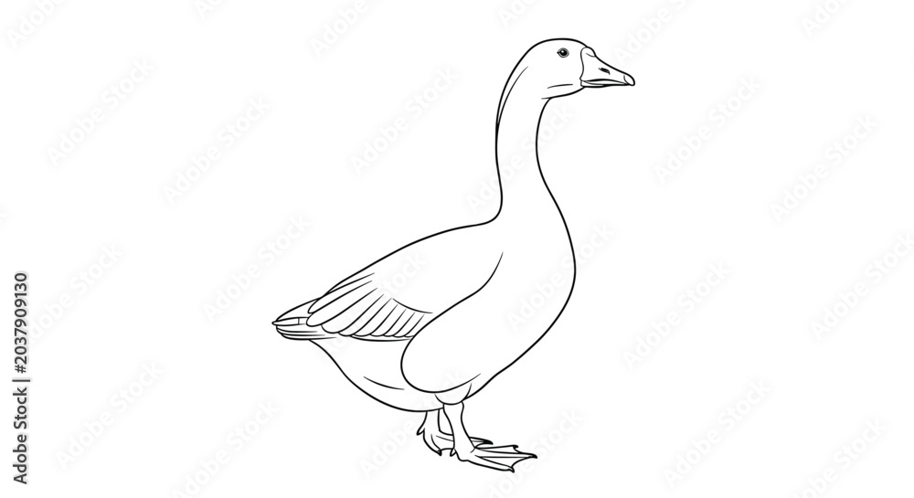 Fototapeta premium Detailed black and white line drawing of a single goose standing in profile against a plain white background for coloring.