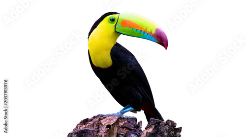 Keel-billed toucan perched on a tree branch isolated with colorful wildlife tropical isolated background rainforest feathers portrait creature birdwatching