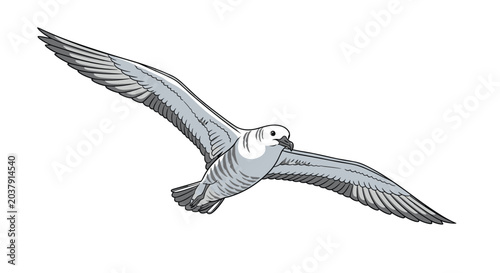 Majestic seagull with large wingspan flies gracefully through the air in a detailed digital illustration captured against a white backdrop.