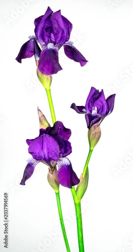 Purple Iris Flower Opening Bud in Time Lapse on a White Background. Tender Flower Wilt After Blooming in Timelapse