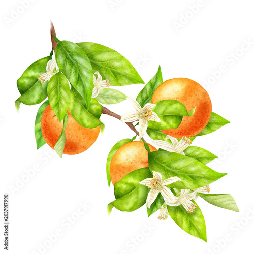 Watercolor Citrus Tree Branch With Oranges, Green Leaves and Blossoms