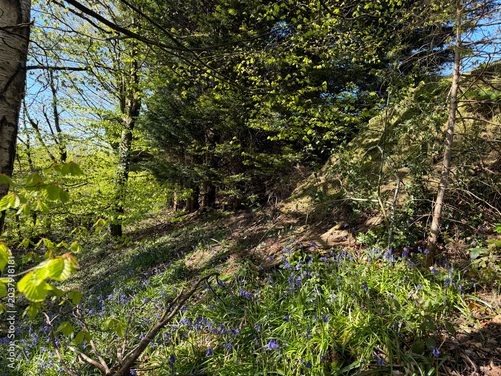 Fototapeta premium A peaceful forest scene with sunlight filtering through green leaves. Bluebell flowers scatter across the ground, adding splashes of purple to the lush greenery near Hewenden, Yorkshire, UK