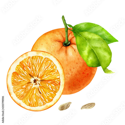 Watercolor Orange Composition With Citrus Slice, Leaves and Seeds