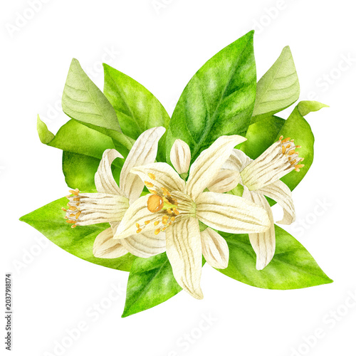 Watercolor Citrus Blossom Composition With Green Leaves
