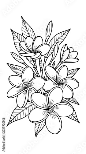 A detailed black and white line art drawing of plumeria flowers.