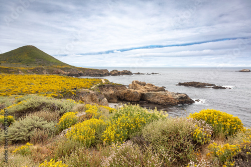 Springtime Bloom at Big Sur Coastline