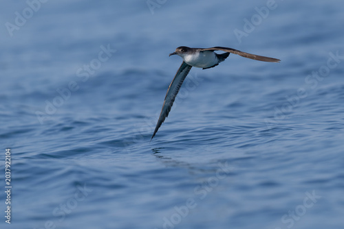 Canvastavla Banking maneuver of a Yelkouan Shearwater (Puffinus yelkouan) with wingtip kissi