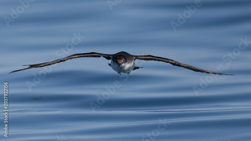 Tableau sur toile Symmetric gliding flight of a Yelkouan Shearwater (Puffinus yelkouan) skimming a