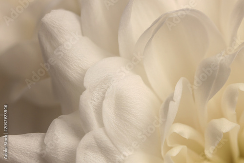 Fényképezés Smoke close-up selective soft focus cream white beige chrysanthemums, chamomile, aster Flower bud Petals