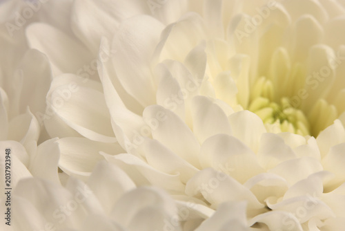 Картината върху платно Smoke close-up selective soft focus cream white beige chrysanthemums, chamomile,  aster Flower bud Petals