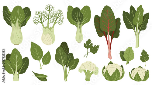 Collection of various fresh green leafy vegetables including bok choy fennel chard and cauliflower on a white background.