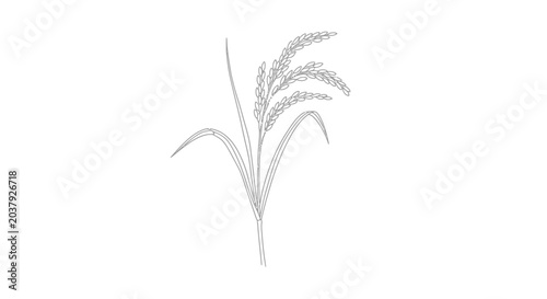 Tableau sur toile Minimalist line art illustration of a single rice stalk with ripe grains and leaves