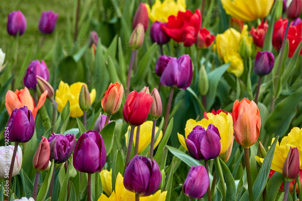 Fototapeta premium Colorful tulips in spring garden