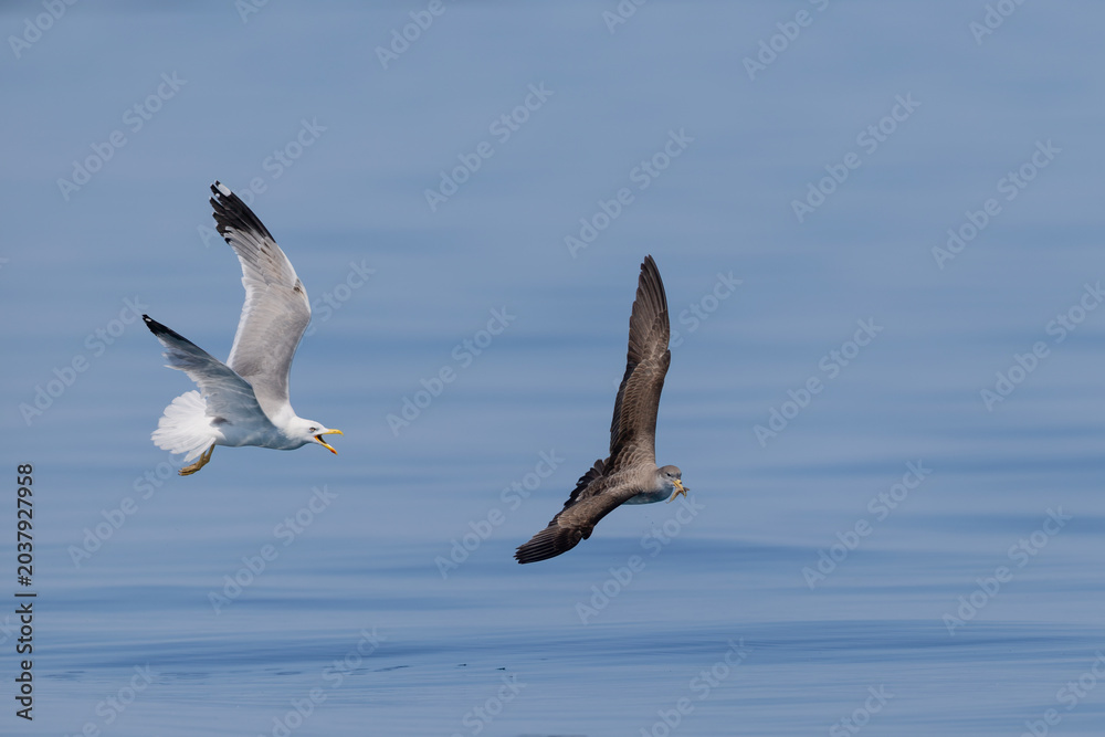 Obraz premium Yellow-legged Gull (Larus michahellis) chasing a Scopoli's Shearwater (Calonectris diomedea) holding a fish in its beak, Liguria, Italy