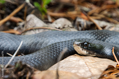 Bild auf Leinwand healthy black racer snake rests in the opening on leaf litter closeup eyes head
