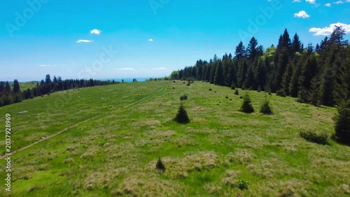 4k footage on an alpine plain among coniferous forests in summer
