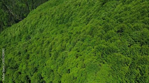 4k aerial footage above a green deciduous forest in the Carpathian Mountains. Flying over a green beech forest