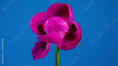 Red Peony Open Flower in Time Lapse on a Blue Background. Wedding Concept. Side View on Pink Flower