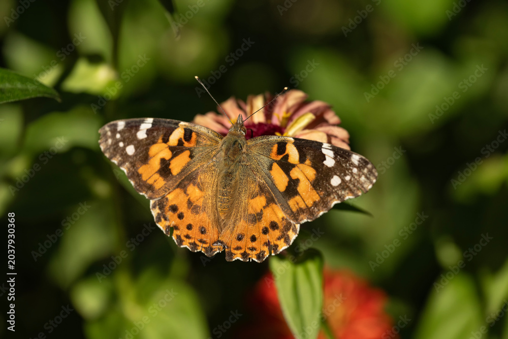 Obraz premium Painted ladies on zinnia; Lincoln, Nebraska