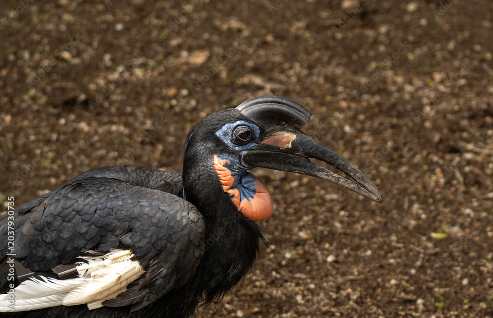 Obraz premium Hornbill