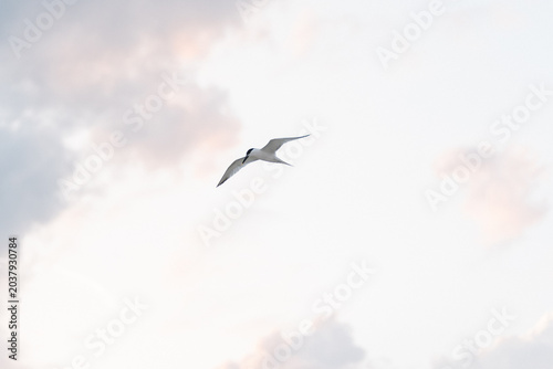 Coastal seagull in flight against bright sky