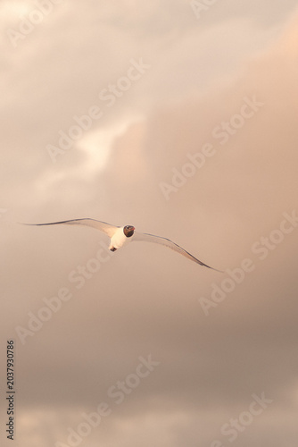 Seagull gliding above the shoreline in natural light