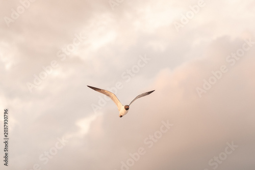 Seagull soaring over beachside sky in Florida