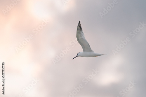 Seagull flying with outstretched wings over coastal water