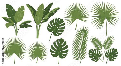 Selection of various green tropical leaves and palm fronds including monstera and banana leaves, ideal for botanical or natural designs.