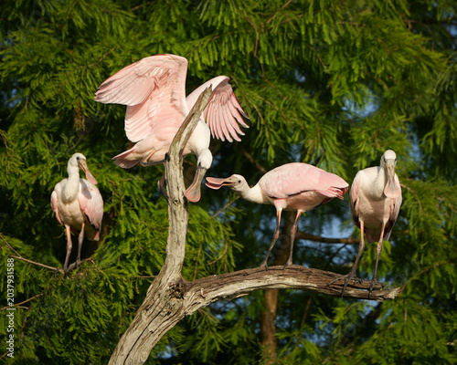 Quadro su tela Roseate Spoonbill fledged siblings perched in a tree