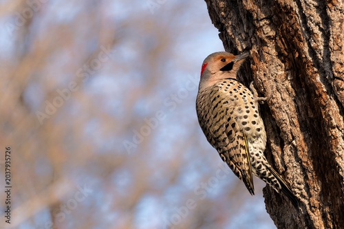 Northern flicker (Colaptes auratus); Lincoln, Nebraska