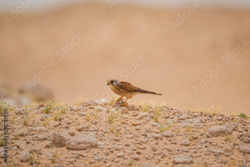 Lesser kestrel perches alertly on rocky ground. Brown feathers blend with arid terrain's earthy tones. Dust and sparse grasses frame the bird's vigilant stance