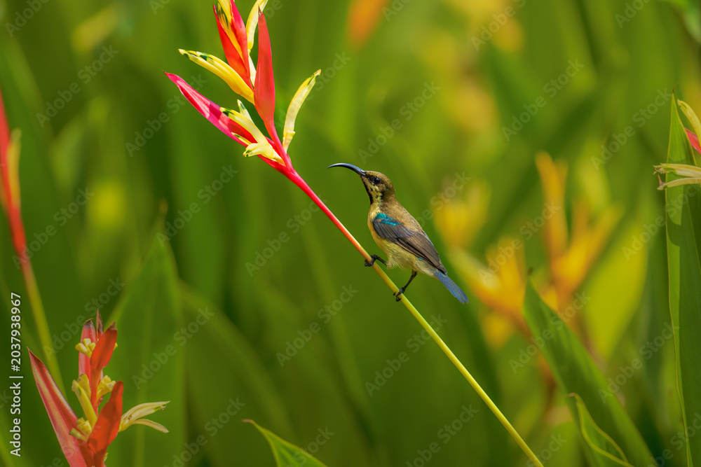 Fototapeta premium Loten's Sunbird perches delicately on a bright red flower. Its iridescent feathers gleam with blue and green hues. The background swirls in soft, lush green foliage. The scene radiates tranquility
