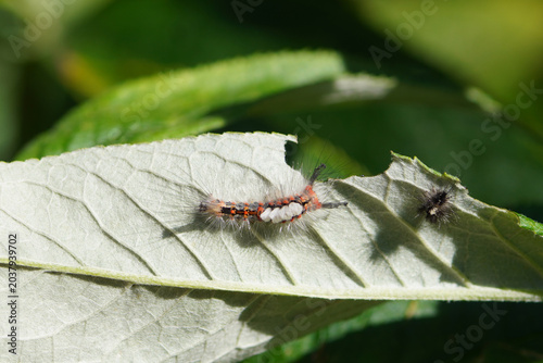 Caterpillar Rusty tussock moth, vapourer, Orgyia antiqua.  Subfamily Lymantriinae. Family Erebidae. Eating a leaf of a summer lilac (Buddleja davidii). May, Netherlands.