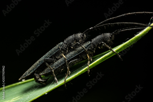 Fotografía Two black longhorn beetles Cerambycidae mating on green stem, metallic iridescent elytra and long antennae detail, pure black background, wildlife behavior macro photography