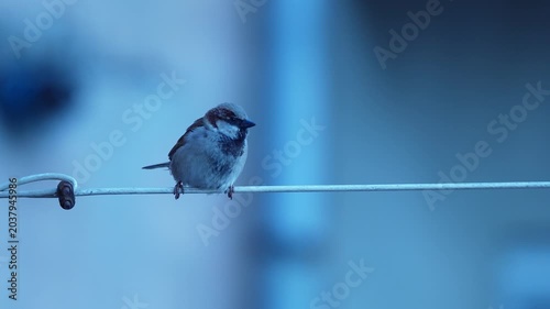 Sparrow chirping while sitting on wire