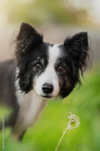 senior border collie dog tender portrait in dandelions