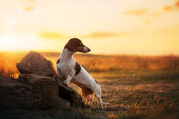 Piebald dachshund dog, beautiful full-length photo, evening landscape in the field, incredible sunset