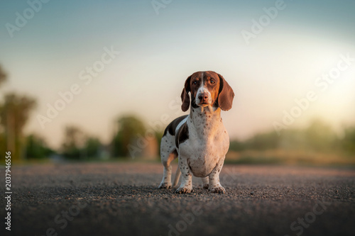 Piebald dachshund dog beautiful full-length photo on the road, minimalistic natural background