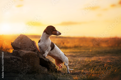 Piebald dachshund dog, beautiful full-length photo, evening landscape in the field, incredible sunset