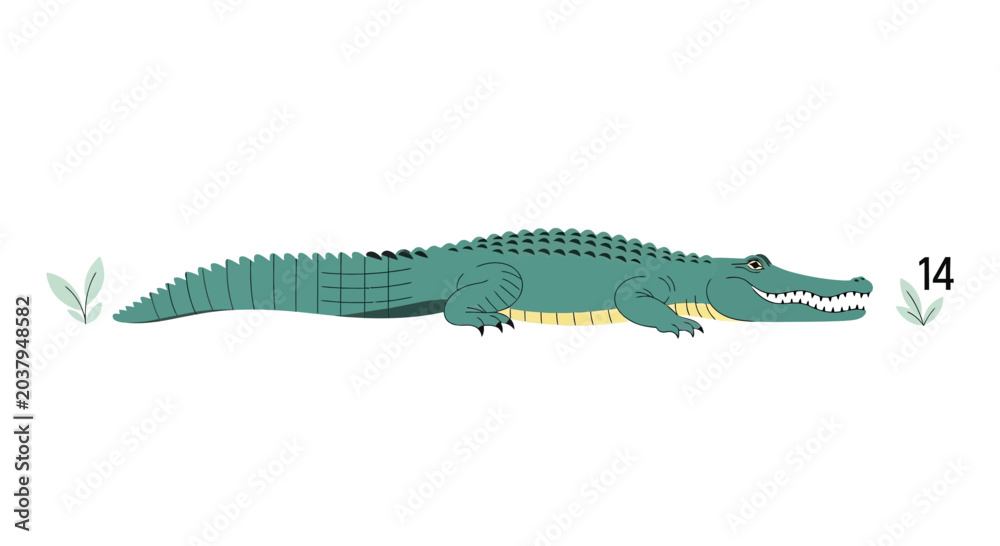 Fototapeta premium Green Alligator Reptile Illustration, Open Mouth, Teeth, Isolated on White